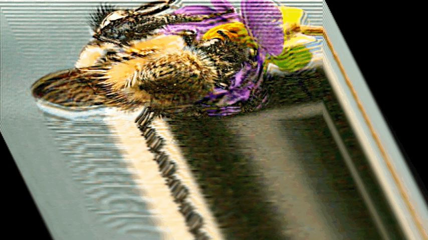 bees 2